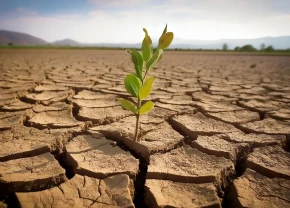 Plante poussant dans une terre arride