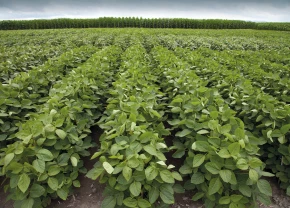 Champ de soya en croissance 