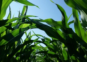 Des têtes de maïs sous un ciel bleu