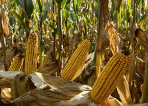 Des épis de maïs pour nourrir les animaux