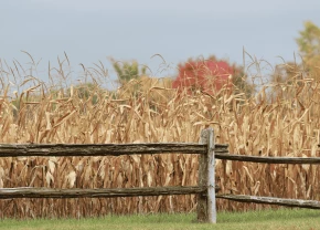 Champ de maïs jaunis derrière une clôture
