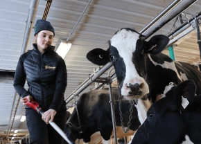 Marie St-Amant qui travaille à repousser l'ensillage
