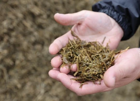 Ensilage dans des mains