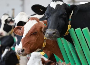 Vache aux yeux fermés