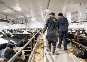 Deux-producteurs laitiers marchant dans une étable avec des vaches holstein