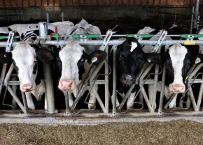 Ligne de vaches holstein à la clôture de leur enclôt