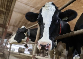 Vache holstein regardant la caméra à travers les barreaux