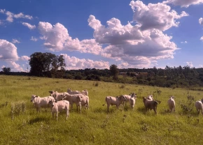 Vaches en prairie au Brésil