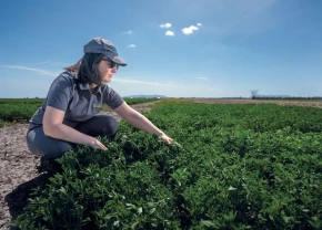 Agronome regardant un champ à la Ferme de recherche de Sollio Agriculture