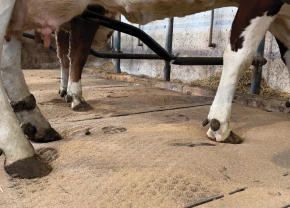 KEW Plus Visco avec des pattes de vaches