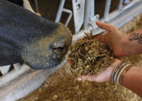 vache sentant son ensilage